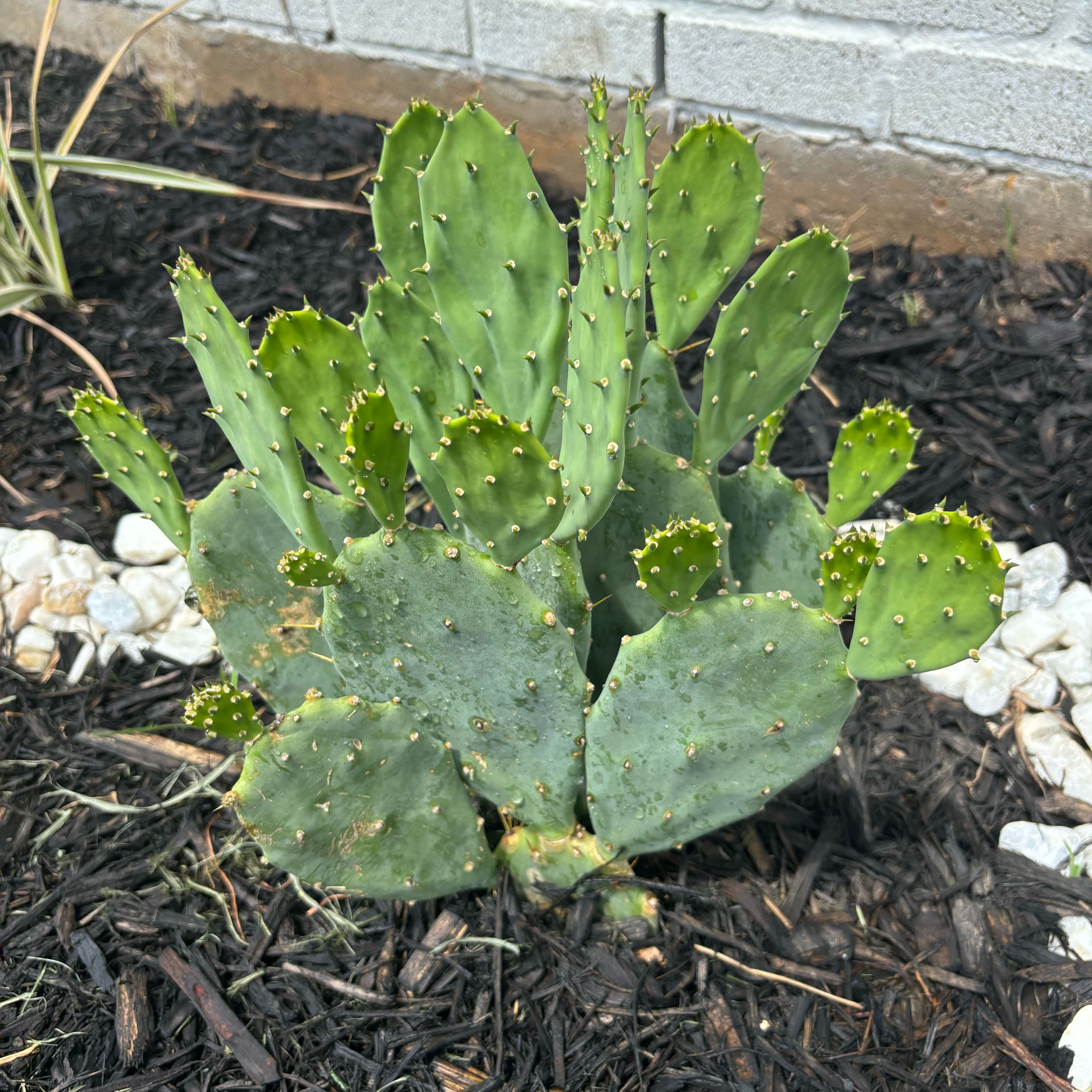 Photo of the plant species Opuntia 'Desert Ace' by @QuixoticPlanty named Fernie Mac on Greg, the plant care app