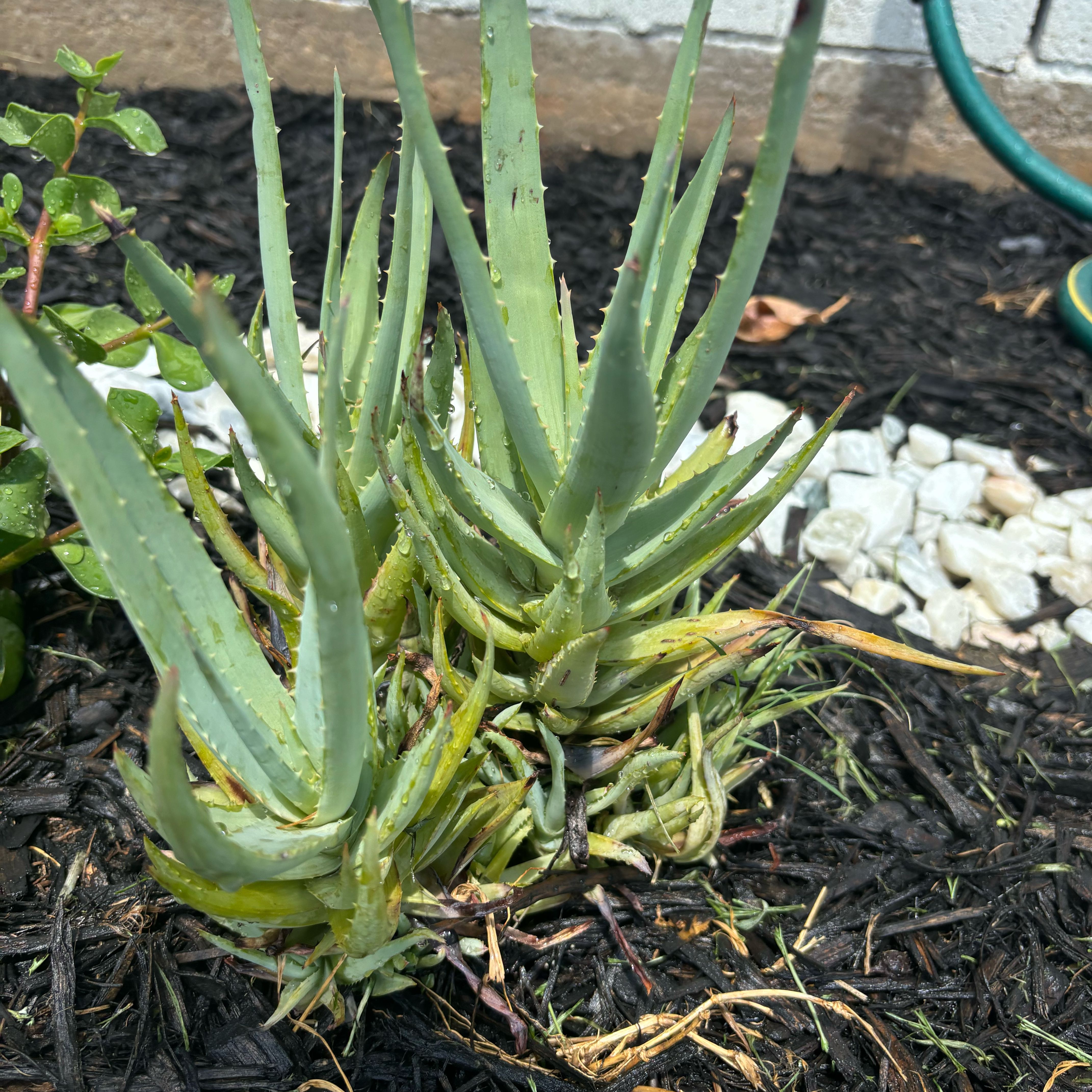 Photo of the plant species Aloe 'Walmsley's Blue' by @QuixoticPlanty named Emerson on Greg, the plant care app