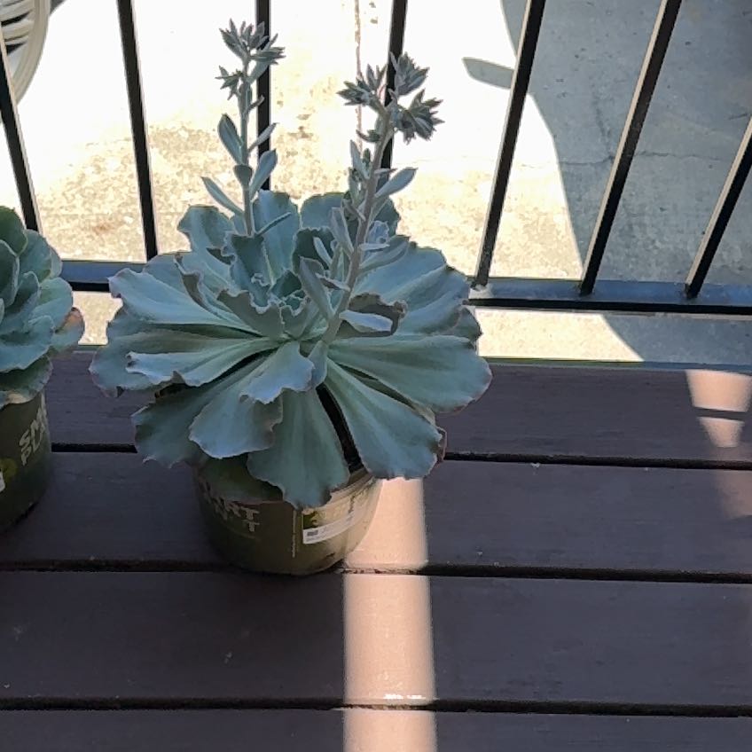 Photo of the plant species Echeveria 'Sahara' by @BraveMakrutlime named Lola on Greg, the plant care app