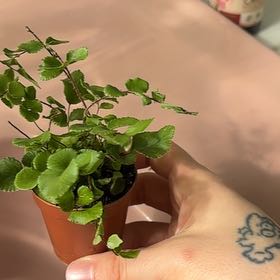 Photo of the plant species California Maidenhair Fern by @Alesisj named Aristotle on Greg, the plant care app