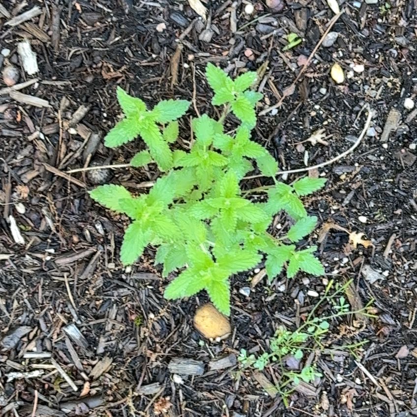 Photo of the plant species Wall Germander by Aimee named Kesha on Greg, the plant care app