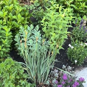 Photo of the plant species Blue Flag by Aimee named Winston on Greg, the plant care app