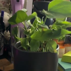 Photo of the plant species Philodendron Green Apple by @FastIroncross named Caduceus said on Greg, the plant care app
