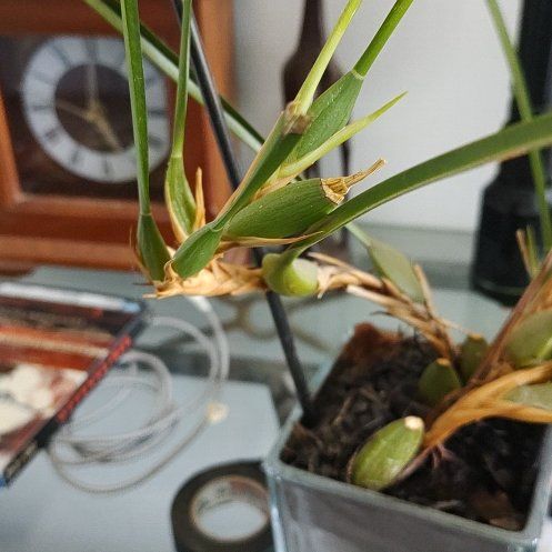 Photo of the plant species Maxillaria Orchid by @QuietAppletree named Stella on Greg, the plant care app