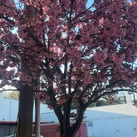 Photo of the plant species Japanese Flowering Cherry by @QuietCaucalis97 named Prince on Greg, the plant care app