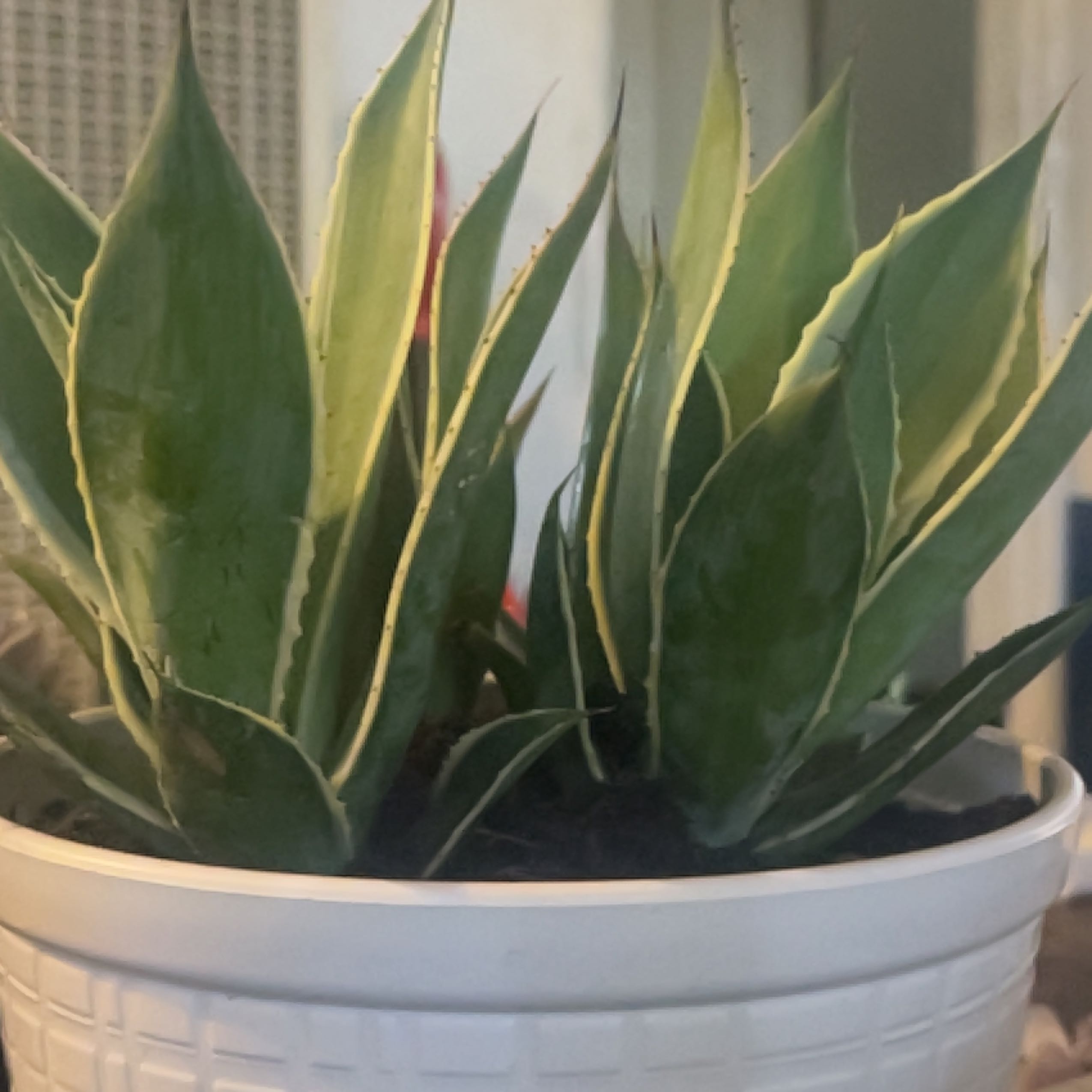 Photo of the plant species Agave celsii 'Multicolor' by @ComicRedpepers named Walt on Greg, the plant care app