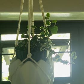 Photo of the plant species Variegated Ficus sagittata by @ZealBluepigroot named Homer on Greg, the plant care app