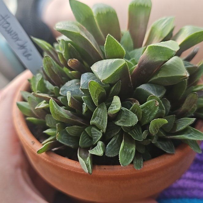 Photo of the plant species Variegated Haworthia retusa by @LitheWaxflower named Bieber on Greg, the plant care app