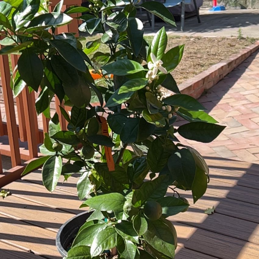 Photo of the plant species Trovita Orange by @WhizTigersjaw named Luna on Greg, the plant care app