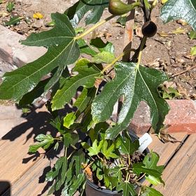 Photo of the plant species Black Mission Fig by @WhizTigersjaw named James Dean on Greg, the plant care app