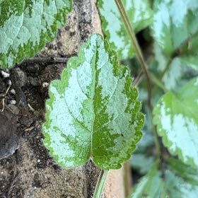 Photo of the plant species Yellow Archangel by @TastyWildbasil named Sir Plancelot on Greg, the plant care app