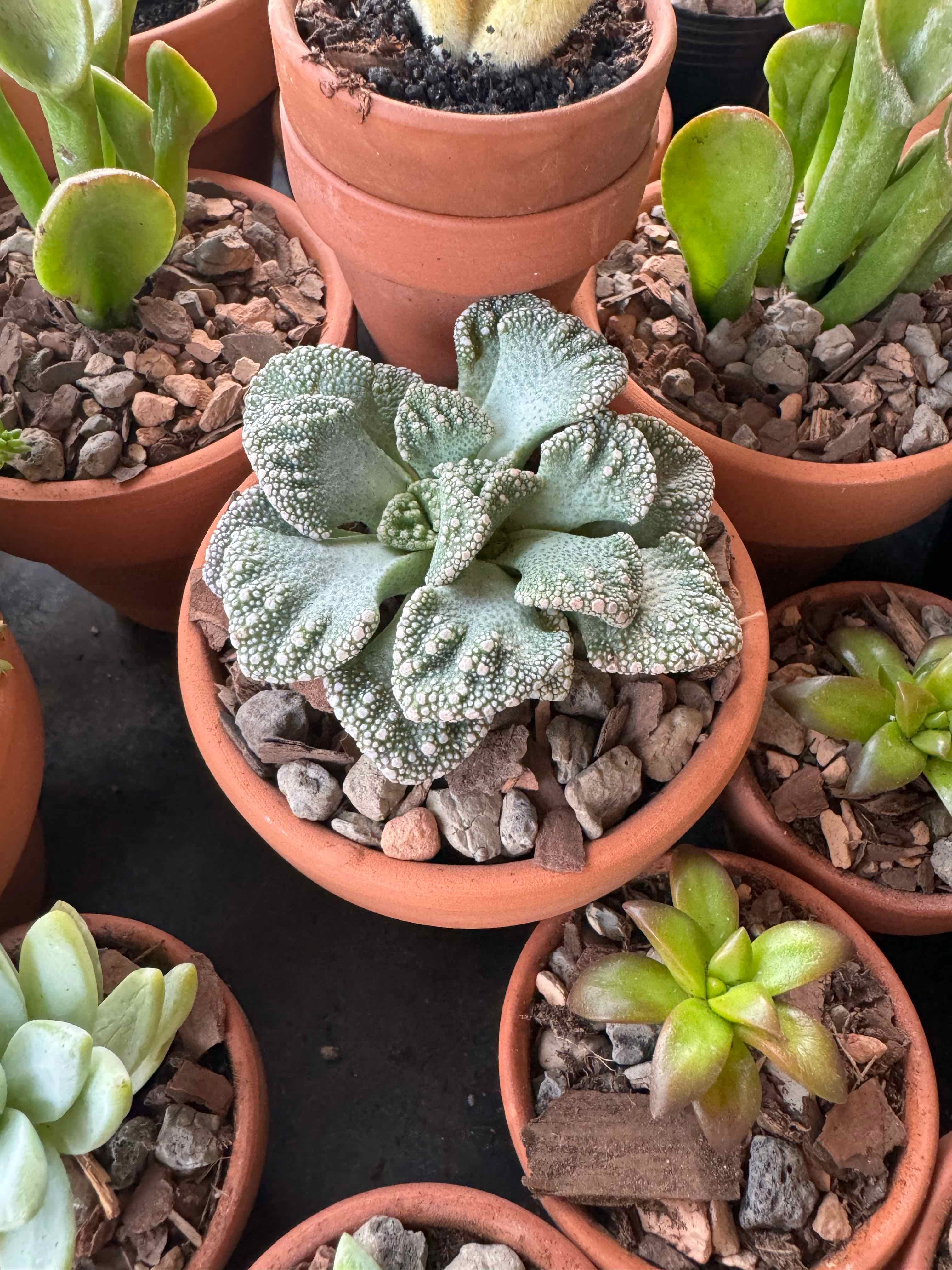 Photo of the plant species Assorted Titanopsis by @VipCurleddock named Willow on Greg, the plant care app