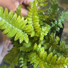 Photo of the plant species Japanese Lace Fern by @EarlyRoyalfern named Daphne on Greg, the plant care app