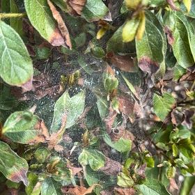 Photo of the plant species Parietaria Judaica by @StableAraguaney named Winston on Greg, the plant care app