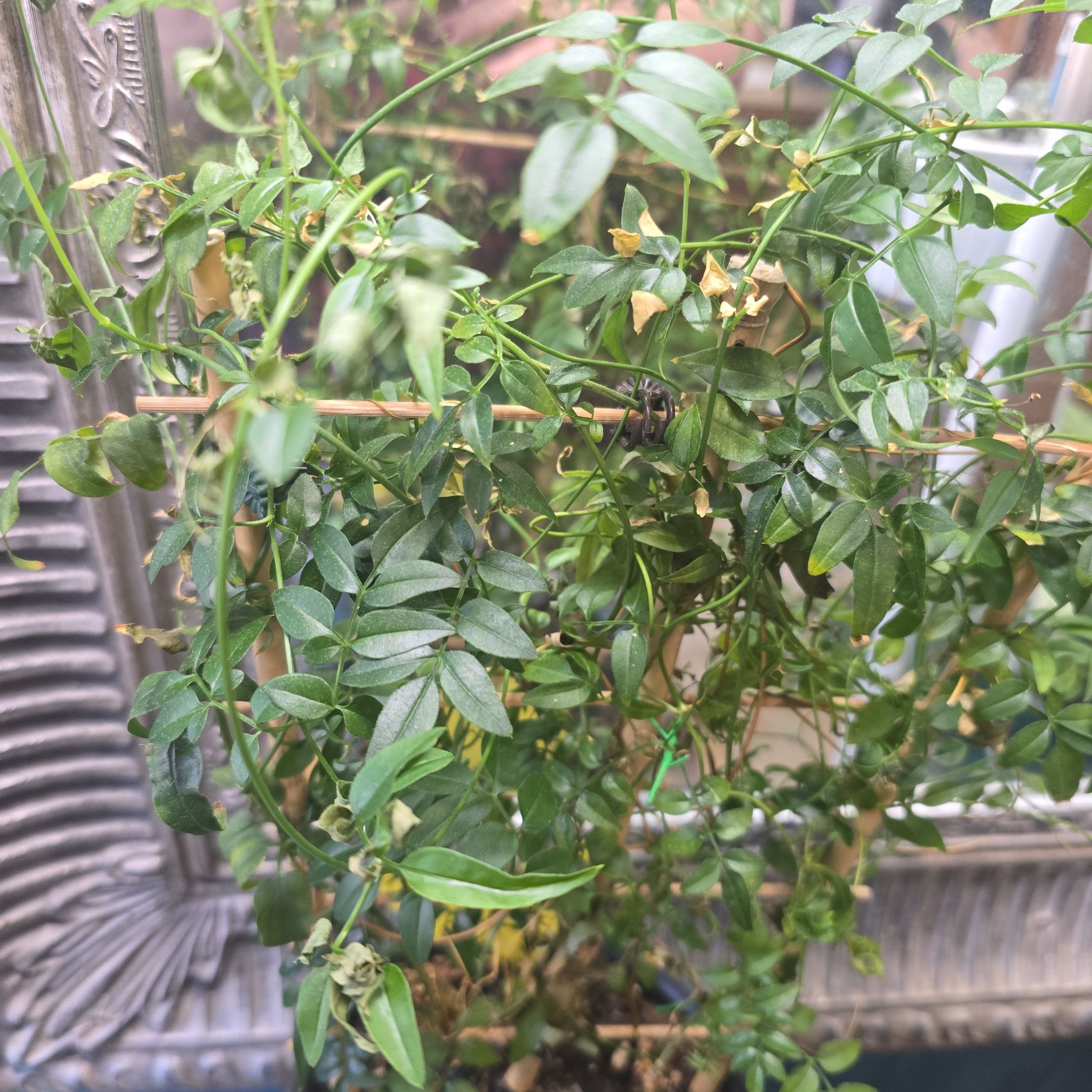 Photo of the plant species White Jasmine by @SirPurpleblush named Shakira on Greg, the plant care app