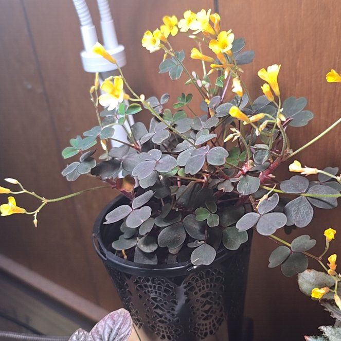 Photo of the plant species Creeping Woodsorrel by @SirPurpleblush named Sproutacus on Greg, the plant care app