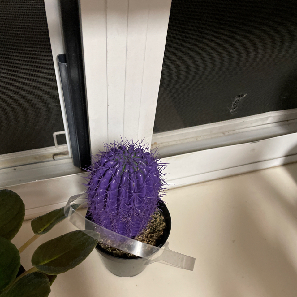 Photo of the plant species Oz Cactus by @BlessedSkimmia named Hemingway on Greg, the plant care app