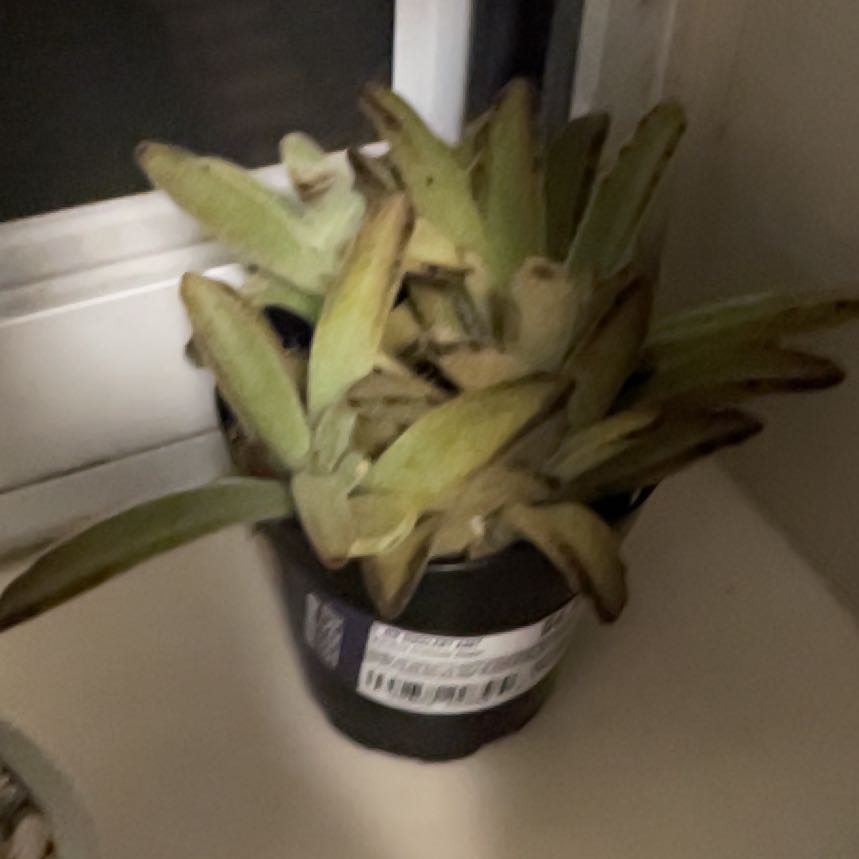 Photo of the plant species succulents by @BlessedSkimmia named Hamilton on Greg, the plant care app