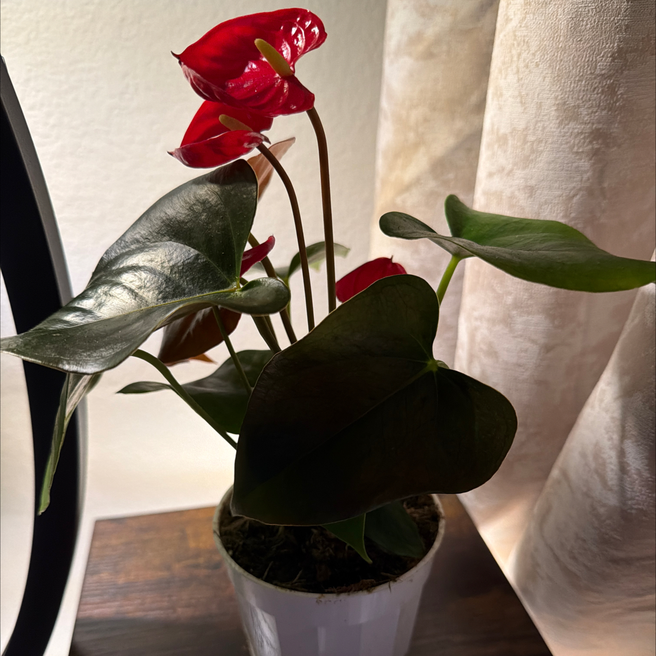 Photo of the plant species Flamingo Flower by @SilveryCuttings named Athena on Greg, the plant care app