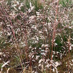 Photo of the plant species Common Velvetgrass by @RulerPetuniamix named Einstein on Greg, the plant care app
