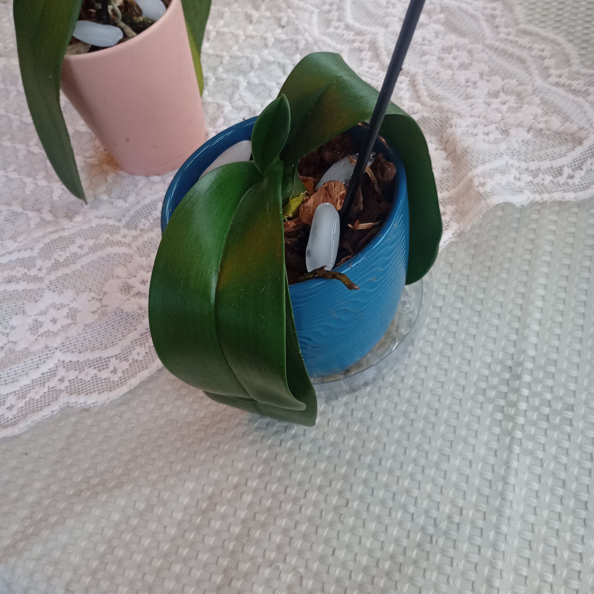 Photo of the plant species White Apple Moth Orchid by @UnbrokenLithops named Robert Plant on Greg, the plant care app