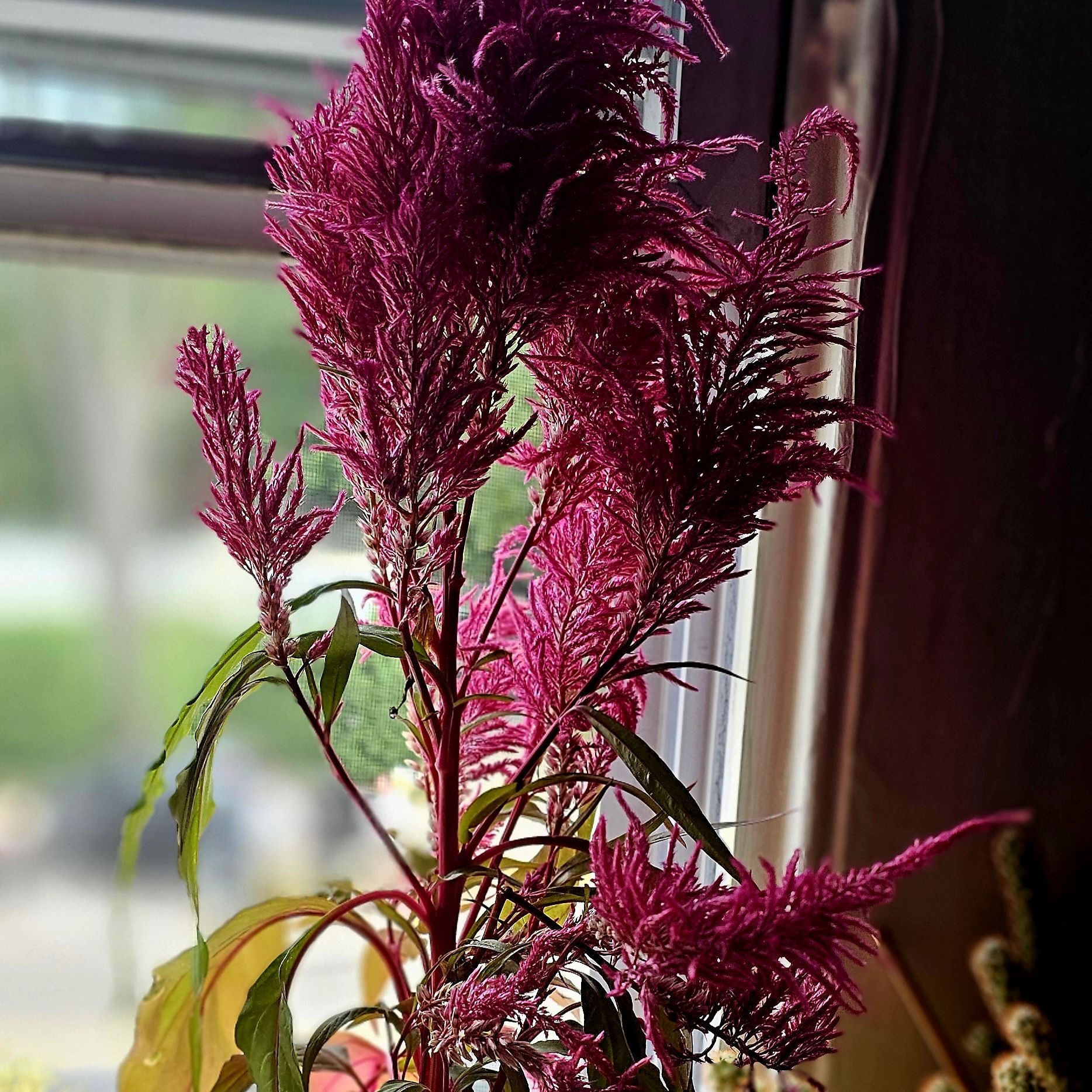 Photo of the plant species Dragon's Breath Celosia by @JazzySandcherry named Fluffs on Greg, the plant care app