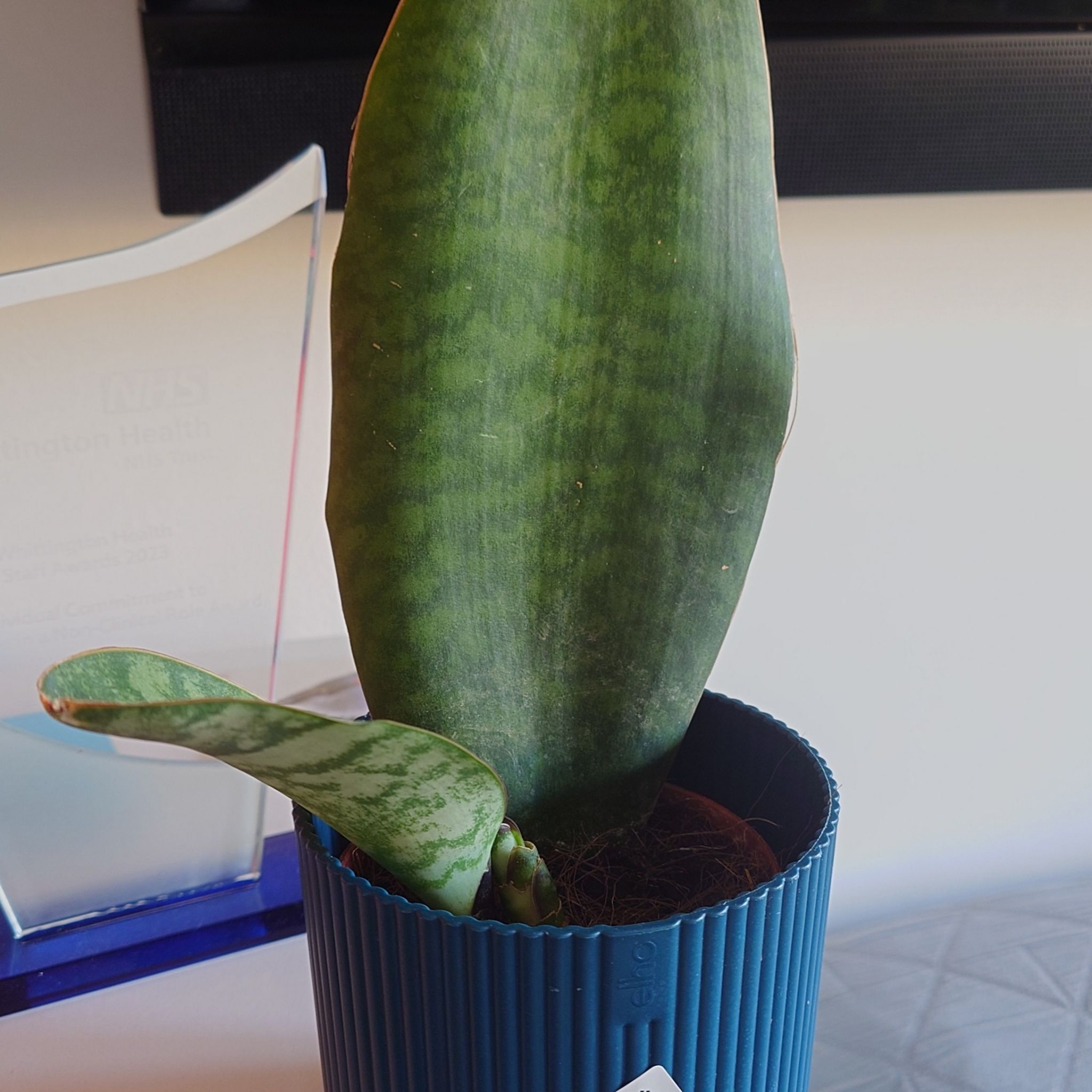 Photo of the plant species Ox Tongue by @PureQuivertree named Oxy on Greg, the plant care app