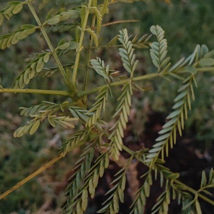 Photo of the plant species Florida Mimosa by @GemDuneknotweed named Duke on Greg, the plant care app