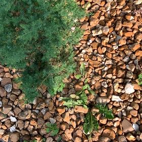 Photo of the plant species Herb Sophia by @ClassicAgboy24 named da Vinci on Greg, the plant care app