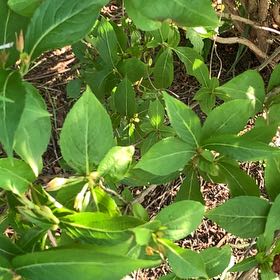 Photo of the plant species Button Mangrove by @ClassicAgboy24 named Prince on Greg, the plant care app