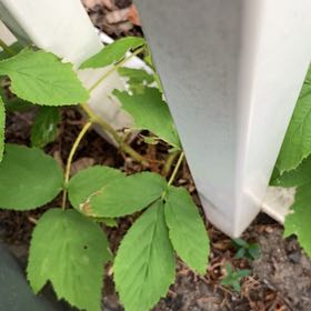 Photo of the plant species European Red Raspberry by @ClassicAgboy24 named Rainier on Greg, the plant care app