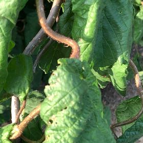 Photo of the plant species Humulus Lupulus by @ClassicAgboy24 named Marley on Greg, the plant care app