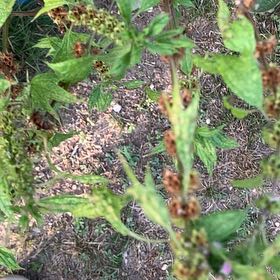 Photo of the plant species Lion's Ear by @ClassicAgboy24 named Fernie Saunders on Greg, the plant care app