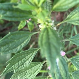 Photo of the plant species Lion's Ear by @ClassicAgboy24 named Zion on Greg, the plant care app