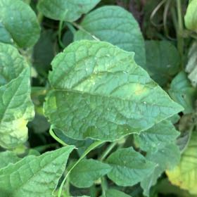 Photo of the plant species Chinese Lantern by @ClassicAgboy24 named Gomez on Greg, the plant care app