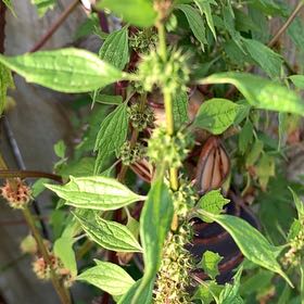 Photo of the plant species Lion's Ear by @ClassicAgboy24 named Dax on Greg, the plant care app