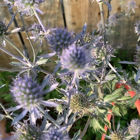 Photo of the plant species Flat Sea Holly by @ClassicAgboy24 named Doja Cat on Greg, the plant care app