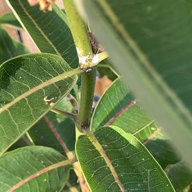 Photo of the plant species Common Milkweed by @ClassicAgboy24 named Nemo on Greg, the plant care app