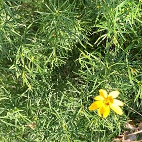 Photo of the plant species Whorled Tickseed by @ClassicAgboy24 named Michelle Branch on Greg, the plant care app