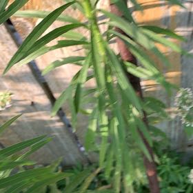 Photo of the plant species Canadian Fleabane by @ClassicAgboy24 named Lebron on Greg, the plant care app