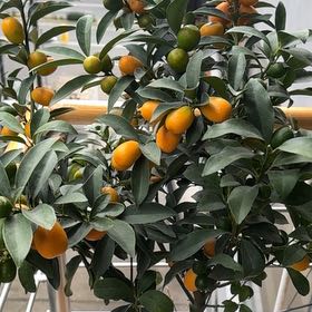 Photo of the plant species Owari Satsuma Mandarin Tree by @FunnyFigopuntia named Maya on Greg, the plant care app