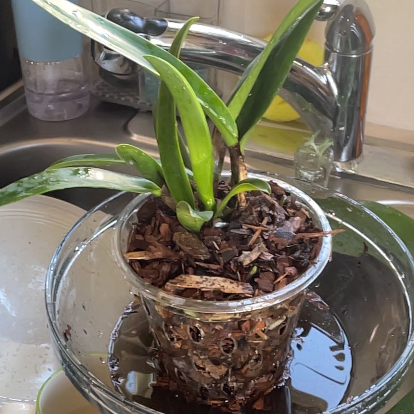 Photo of the plant species Volcano Queen by @Maryc named McKinley on Greg, the plant care app