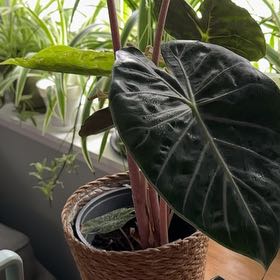 Photo of the plant species Alocasia Nairobi Nights by @TryGreyclubrush named Beyonce on Greg, the plant care app
