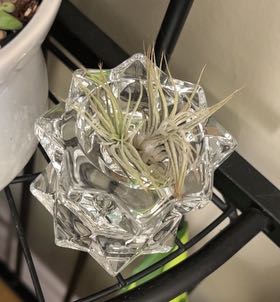 Photo of the plant species air plant by @Lifeofkylee12 named Arianna on Greg, the plant care app