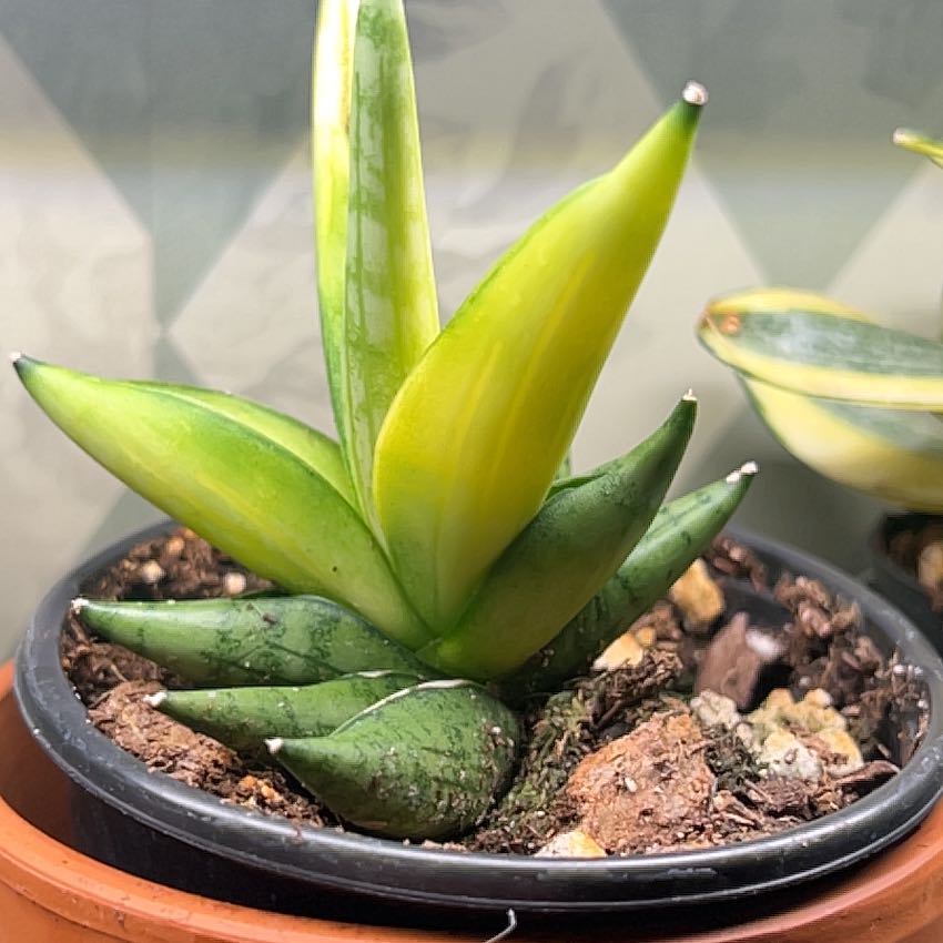 Photo of the plant species Sansevieria ‘Dwarf Boncel’ by @Lifeofkylee12 named Apollo on Greg, the plant care app