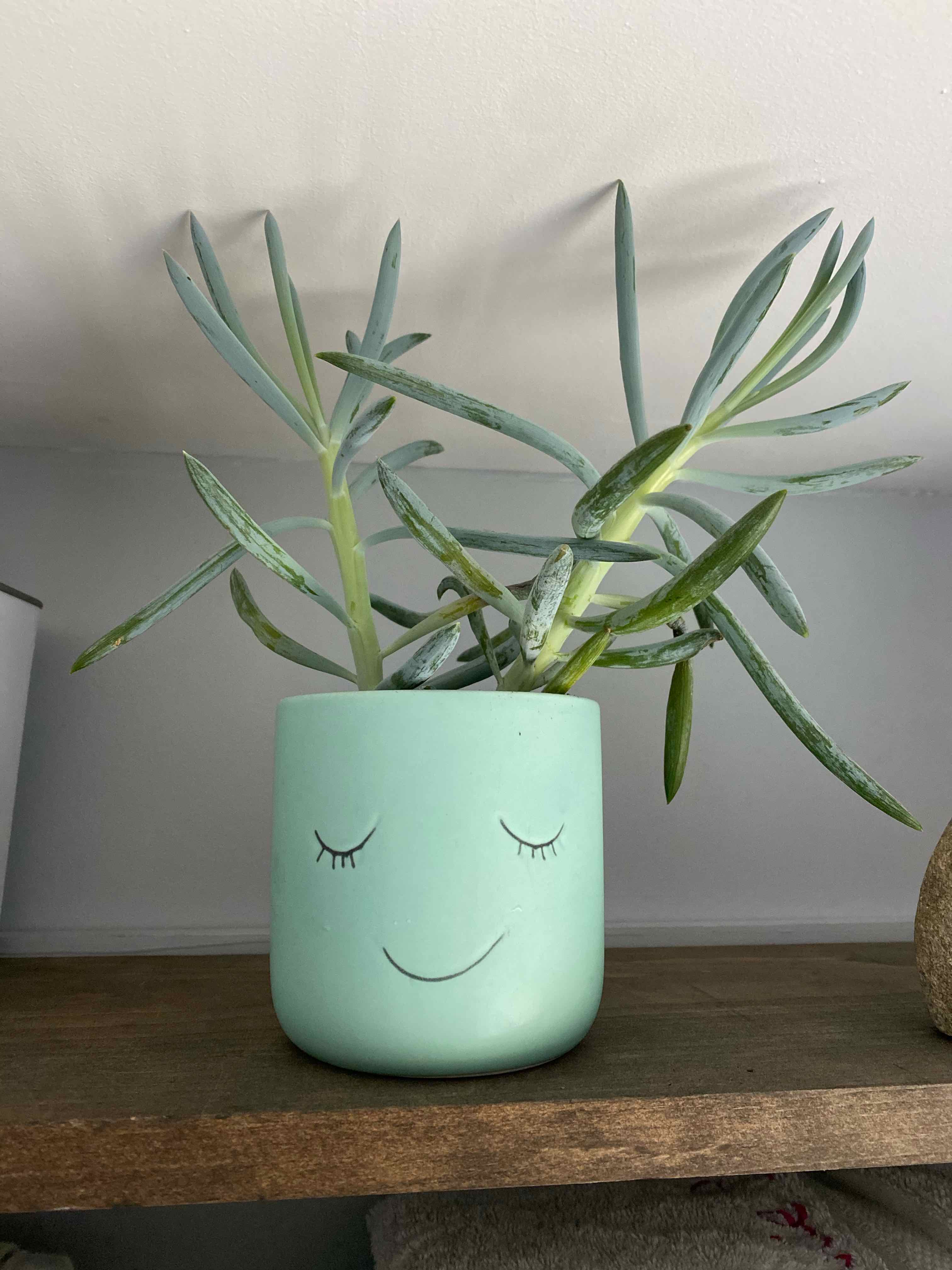 Narrow-Leaf Chalk Sticks plant in a decorative pot with a smiling face design.