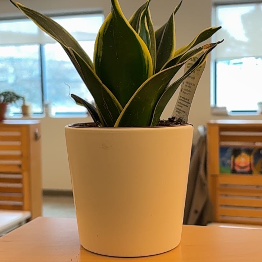 Photo of the plant species Bird's Nest Snake Plant by @Smsucculent named Winston on Greg, the plant care app