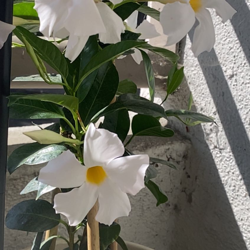 Photo of the plant species Mandevilla boliviensis by @JesterOrrisroot named Bigleef Smalls on Greg, the plant care app