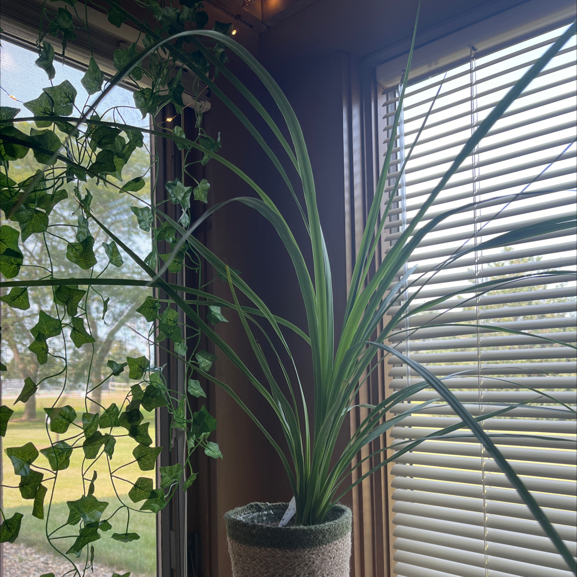 Photo of the plant species Mountain Cabbage Tree by @anthrophile11 named Snot on Greg, the plant care app