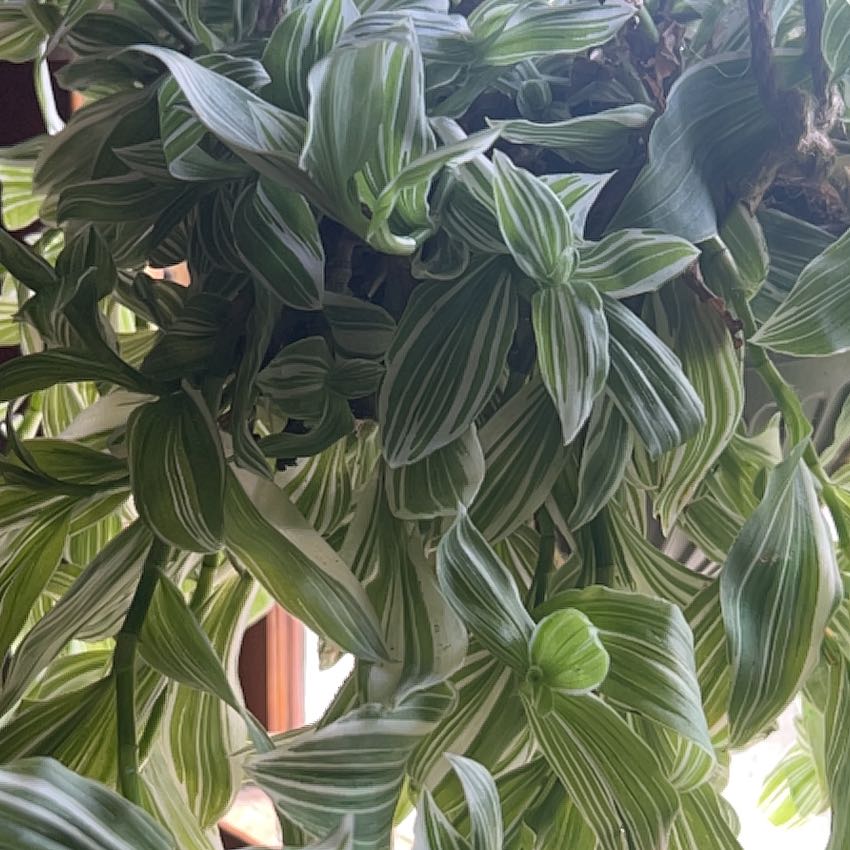 Photo of the plant species tradescantia by @JuicyBiggalleta named Naomi on Greg, the plant care app
